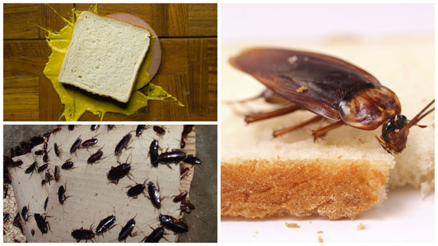 Тараканы любят бутерброды с колбасой
