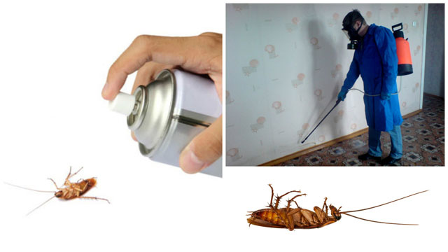 Отравляем тараканов всеми возможными способами